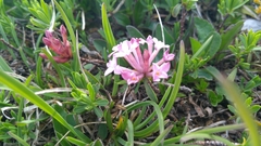 Daphne striata