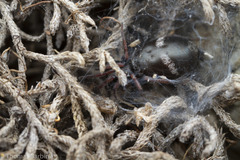 Sergiolus columbianus