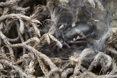 Sergiolus columbianus