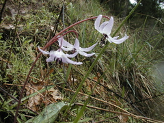Erythronium hendersonii