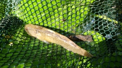 Padogobius bonelli
