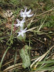 Erythronium hendersonii