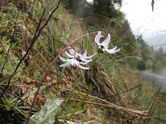 Erythronium hendersonii