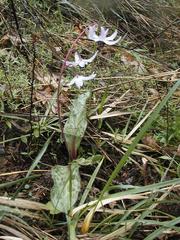 Erythronium hendersonii