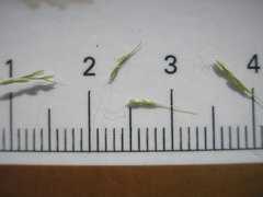 Agrostis elliottiana