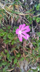 Primula minima
