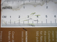 Agrostis elliottiana