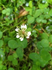 Trifolium repens