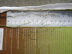 Agrostis elliottiana