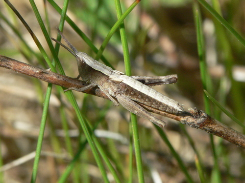Sprinkled Locust photo 3
