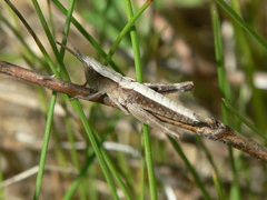 Chloealtis conspersa