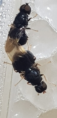 Pachygaster atra