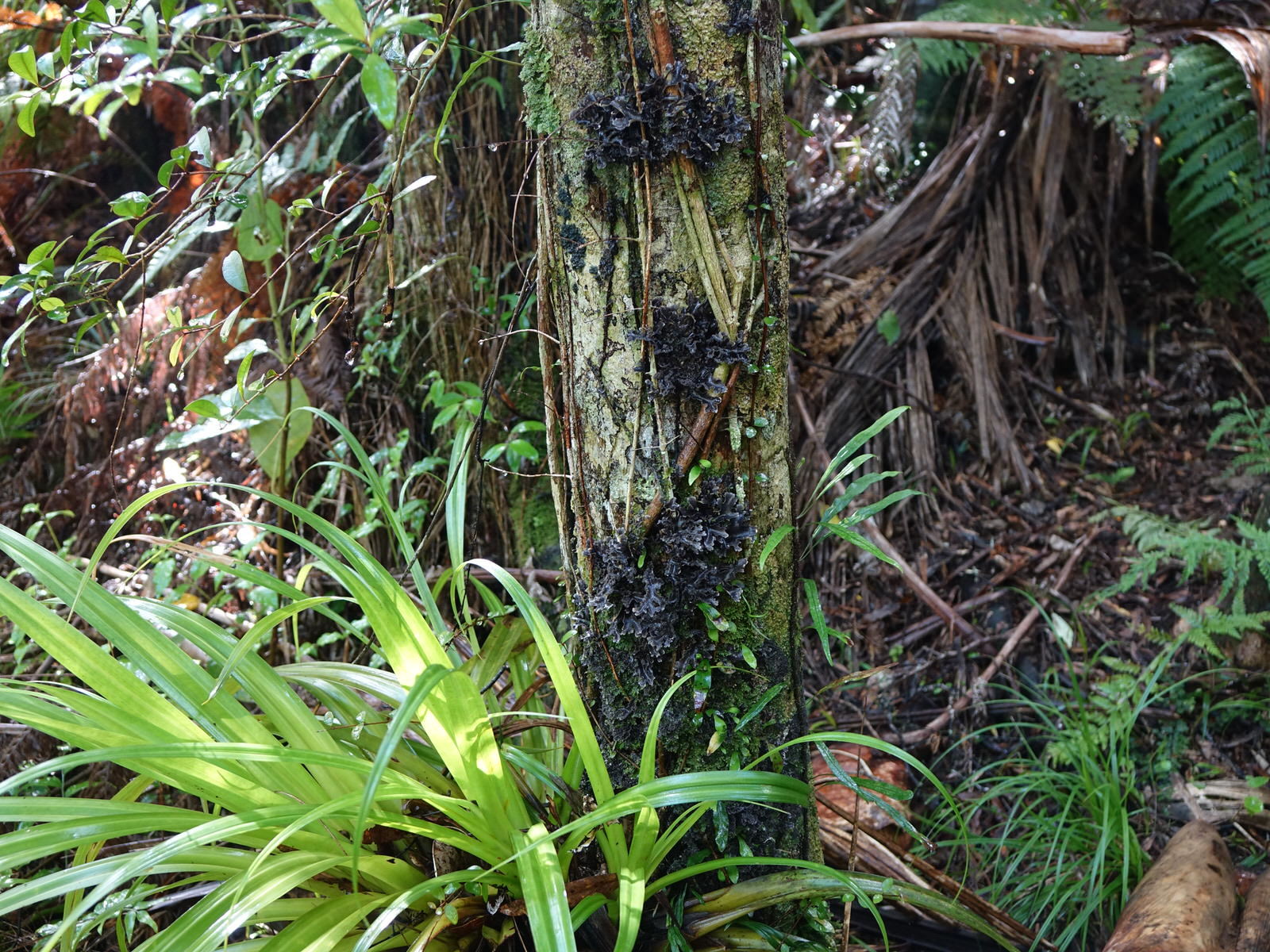 Lobariaceae image