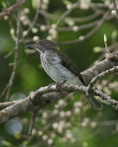 Streaked Bulbuls (Genus Ixos) · iNaturalist