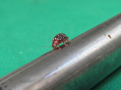 Blepharida