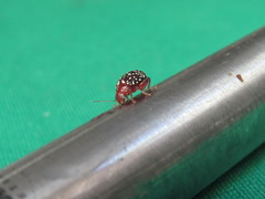 Blepharida