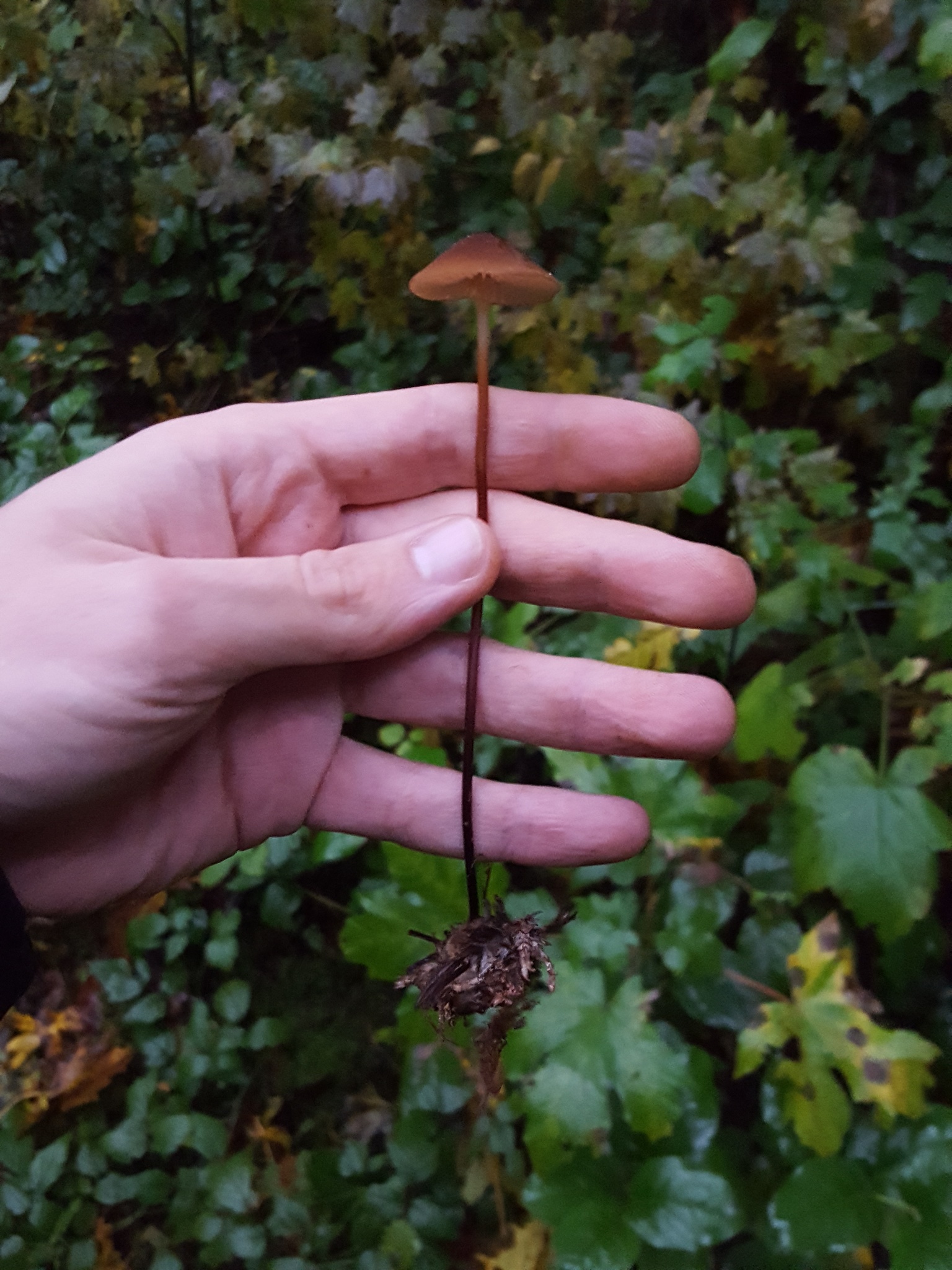 Marasmius plicatulus image