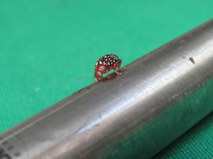 Blepharida