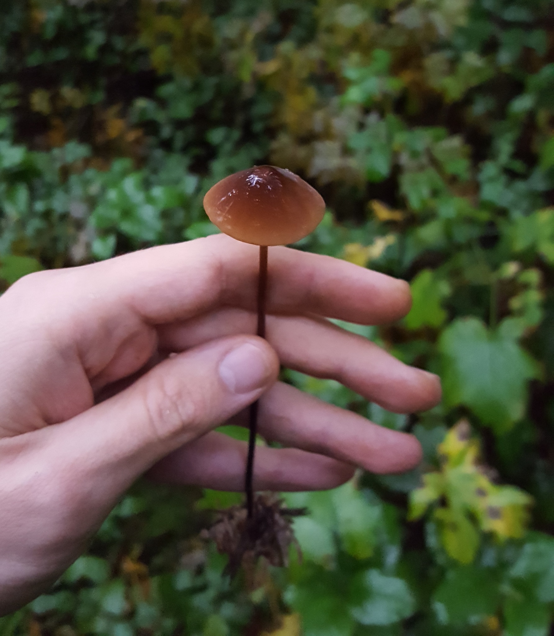 Marasmius plicatulus image