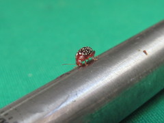 Blepharida