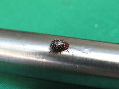 Blepharida