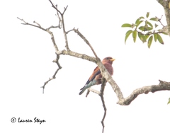 Eurystomus glaucurus