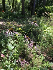 Echinacea laevigata