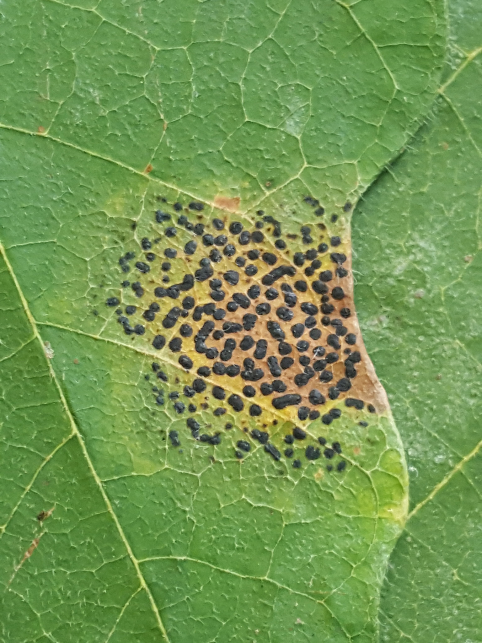 Rhytisma punctatum image