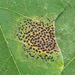 Speckled Tar Spot - Photo (c) Alex Abair, some rights reserved (CC BY-NC)