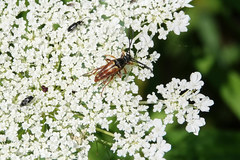 Typocerus velutinus