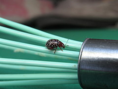 Blepharida