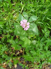 Trifolium pratense