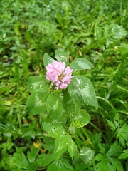 Trifolium pratense