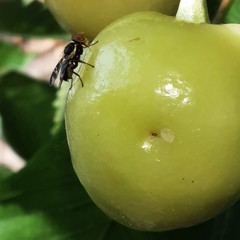 Rhagoletis cerasi