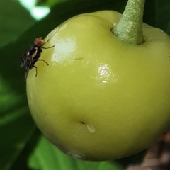 Rhagoletis cerasi