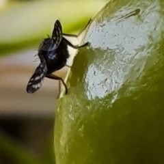 Rhagoletis cerasi