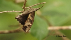 Libythea