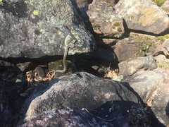 Vipera ammodytes