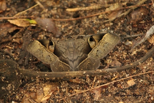 Cyligramma fluctuosa