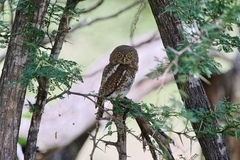 Glaucidium capense