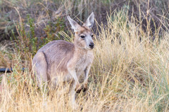 Osphranter robustus erubescens