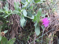Centaurea pectinata