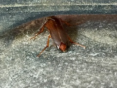 Selonodon