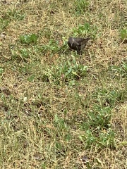 Sturnus vulgaris