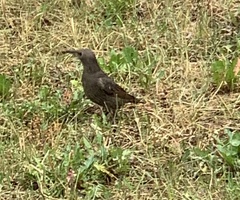 Sturnus vulgaris