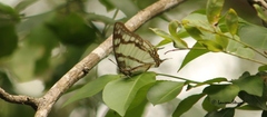 Polyura zoolina