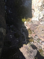 Vipera ammodytes