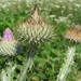 Cotton Thistle - Photo (c) Andreas Rockstein, some rights reserved (CC BY-SA)