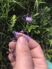 Liatris gracilis