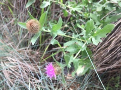 Centaurea pectinata